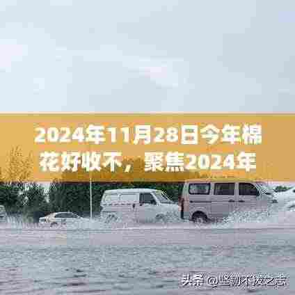 2024年棉花收成展望，品质、市场与气候的综合分析