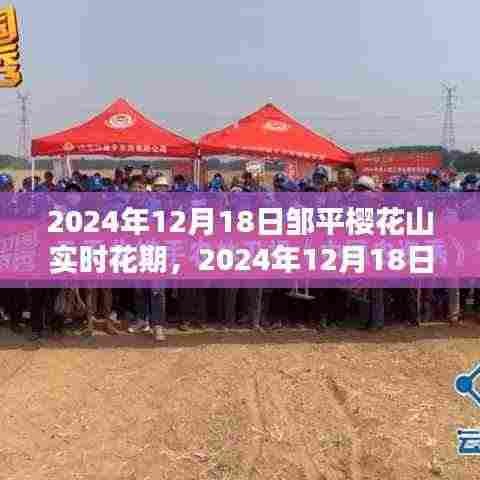 邹平樱花山实时花期报道，樱花盛开于2024年12月18日