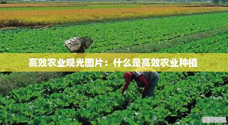 高效农业观光图片:什么是高效农业种植