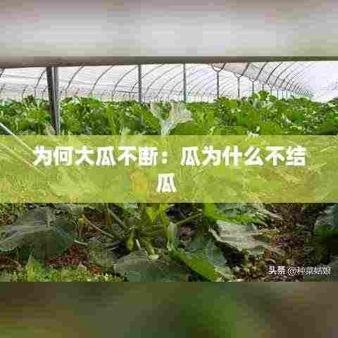 为何大瓜不断:瓜为什么不结瓜