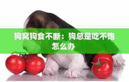 狗窝狗食不断:狗总是吃不饱怎么办