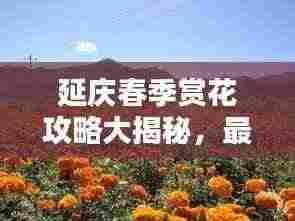 延庆春季赏花攻略大揭秘,最新全攻略,让你一睹花海美景