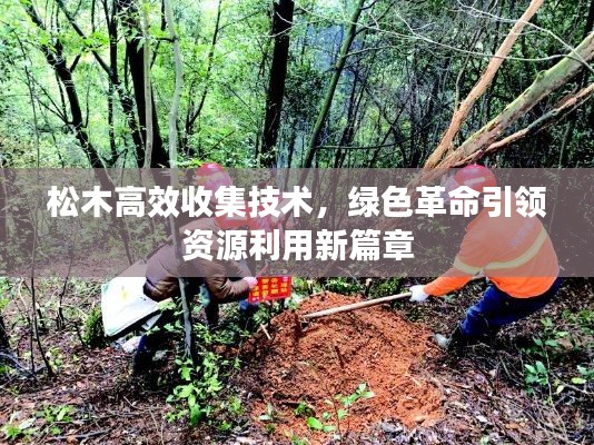 松木高效收集技术,绿色革命引领资源利用新篇章