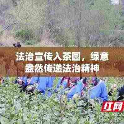 法治宣传入茶园,绿意盎然传递法治精神