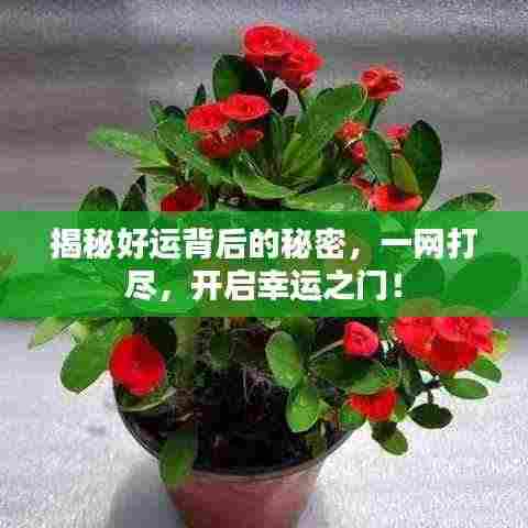 揭秘好运背后的秘密,一网打尽,开启幸运之门!